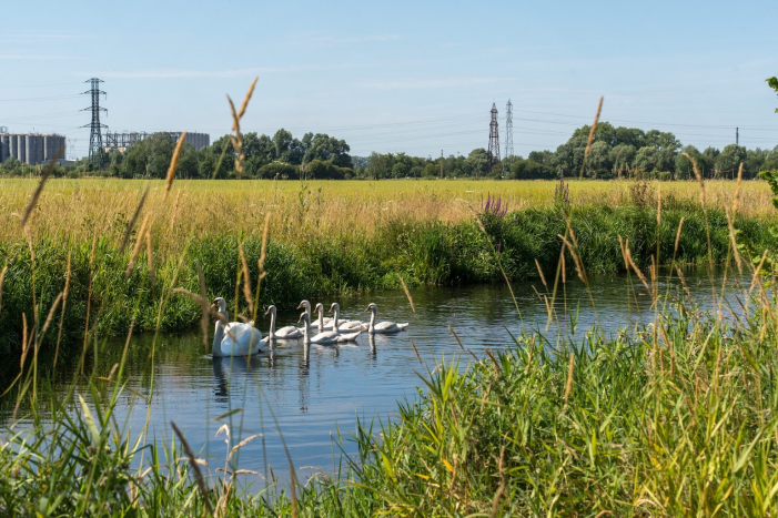 des cygnes dans un cours d'eau