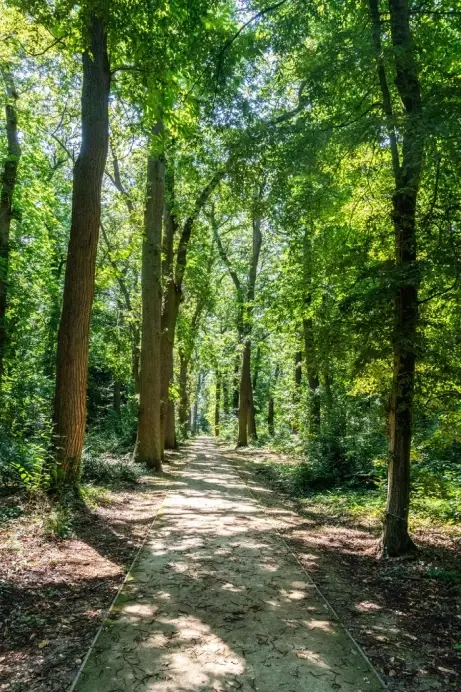 forêt océan indien