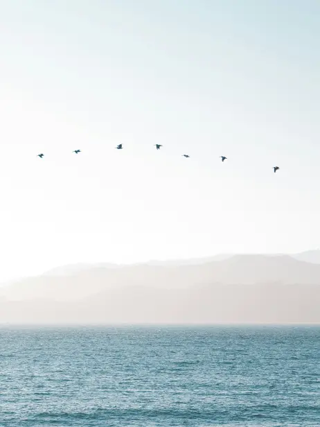 Des oiseaux qui volent en ligne au-dessus de la mer