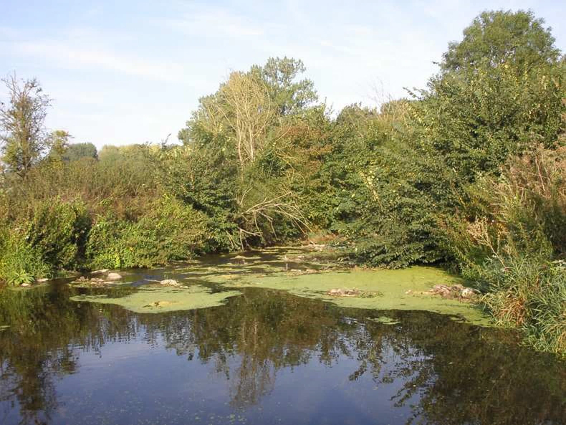 Vue calme de la rivière Yerres entourée d'une végétation dense. Des lentilles d'eau couvrent partiellement la surface de l'eau, reflétant les arbres environnants sous un ciel dégagé