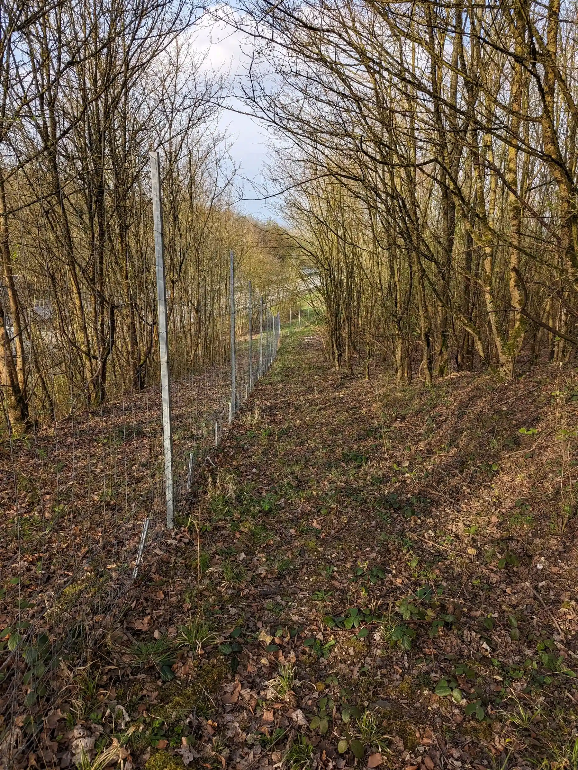 Photo d'une clôture longeant une forêt, prise dans le cadre d'une inspection des clôtures en milieu forestier.